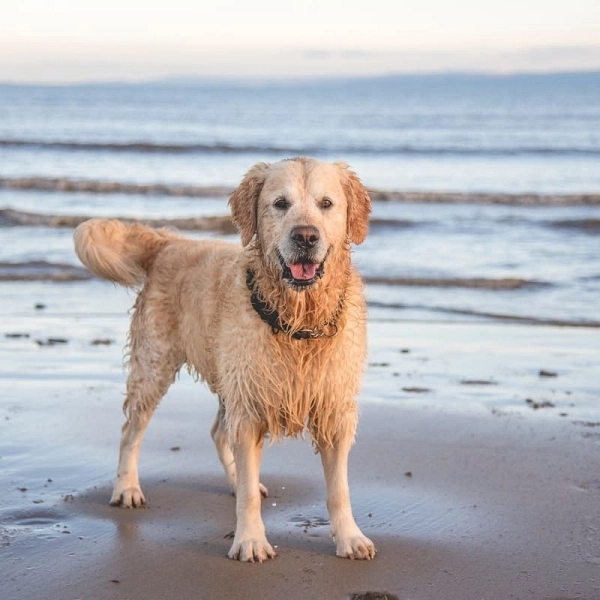 Dog beach