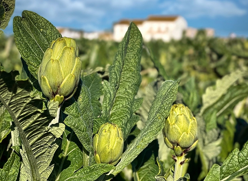 Turismo Alboraya