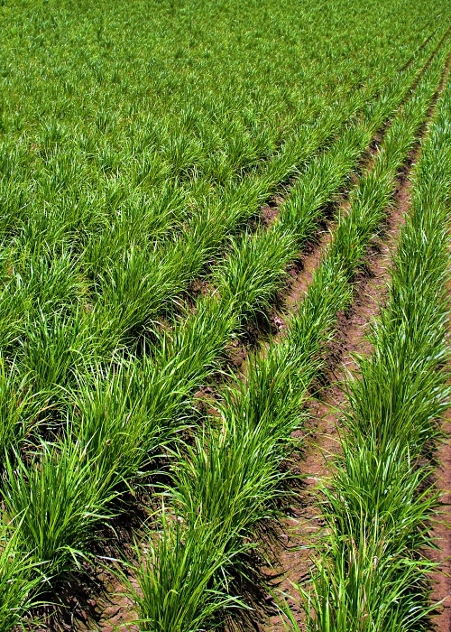 The farmlands & the tiger nut